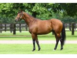 Zarak