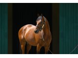 Zarak