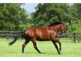 Zarak