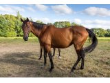 Brittanyrose par Saddler Maker & Magic Rose