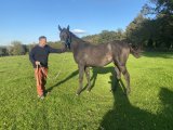 Kitalpha yearling