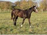 Alto des Mottes, yearling