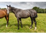 Joute d'Oudairies 2019 f. Magneticjim & Quinine - Juillet 2020