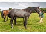 Joute d'Oudairies 2019 f. Magneticjim & Quinine - Juillet 2020