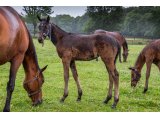 n. 2021 m. Bathyrhon & Pithye d'Oudairies - juin 2021