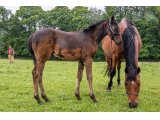 n. 2021 m. Bathyrhon & Pithye d'Oudairies - juin 2021