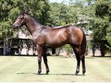 MASSERANO YEARLING