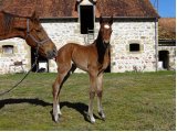 Gladys, 3 jours