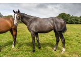 Jena d'Oudairies f. 2019 Buck's Boum & Une d'Oudairies