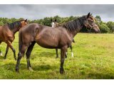 Jena d'Oudairies 2019 f. Buck's Boum & Une d'Oudairies - Juillet 2020