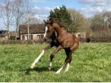 Pili Pili des Pins (Idoine x The Grey Gatsby) - Domaine des Pins Elevage Pension Soins - Jessica Rainer