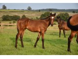 LE GENTLEMAN (M21 Pour Moi x Down Under)