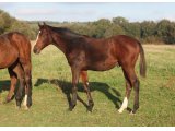 Ego des Mottes, à l'âge de foal