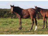 Ego des Mottes, à l'âge de foal