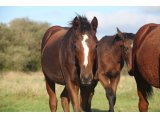 Ego des Mottes, à l'âge de foal