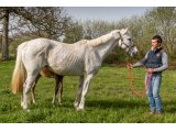 Lune Royale (Verglas & Eclipse de Lune)