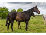Diva dela Barriere par Charming Groom & Road Movie