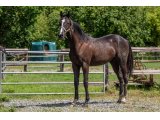 Kiwi des Sources 2020 m. Magneticjim & Speedy des Sources - juin 2021