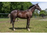 Kiwi des Sources 2020 m. Magneticjim & Speedy des Sources - juin 2021