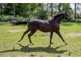 Kiwi des Sources 2020 m. Magneticjim & Speedy des Sources - juin 2021