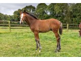 n. 2020 m. Castle du Berlais & Alkia d'Oudairies - Juillet 2020