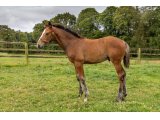 n. 2020 m. Castle du Berlais & Alkia d'Oudairies - Juillet 2020