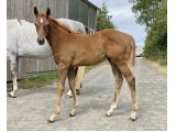 N.25 Lily Spirit - Domaine des Pins Elevage Pension Soins - Jessica Rainer