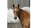 N.25 Lily Spirit - Domaine des Pins Elevage Pension Soins - Jessica Rainer