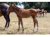 N. 22 m. Lucky Team & Speedy des Sources - Juillet 2022