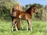 N25 Elue des Mottes Domaine des Pins Haras Elevage Repos Soins