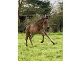 Phyra des Pins (Elue des Mottes x Saint des Saints) - Domaine des Pins Elevage Pension Soins - Jessica Rainer