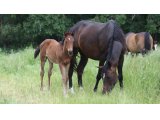 Femelle de Spanish Moon et Ulyssa des Mottes, le 27 mai 2016