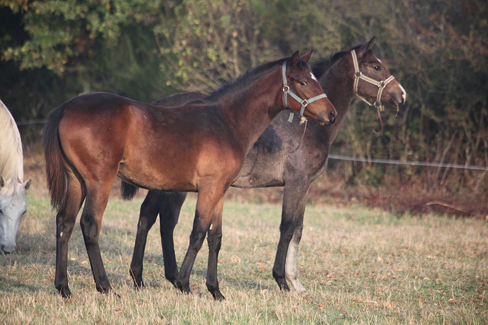 Conillon revient au Haras du Chêne Vert en 2020 - Anglocourse