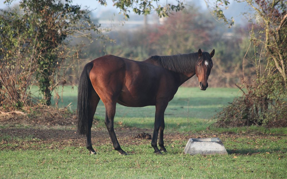 Conillon revient au Haras du Chêne Vert en 2020 - Anglocourse