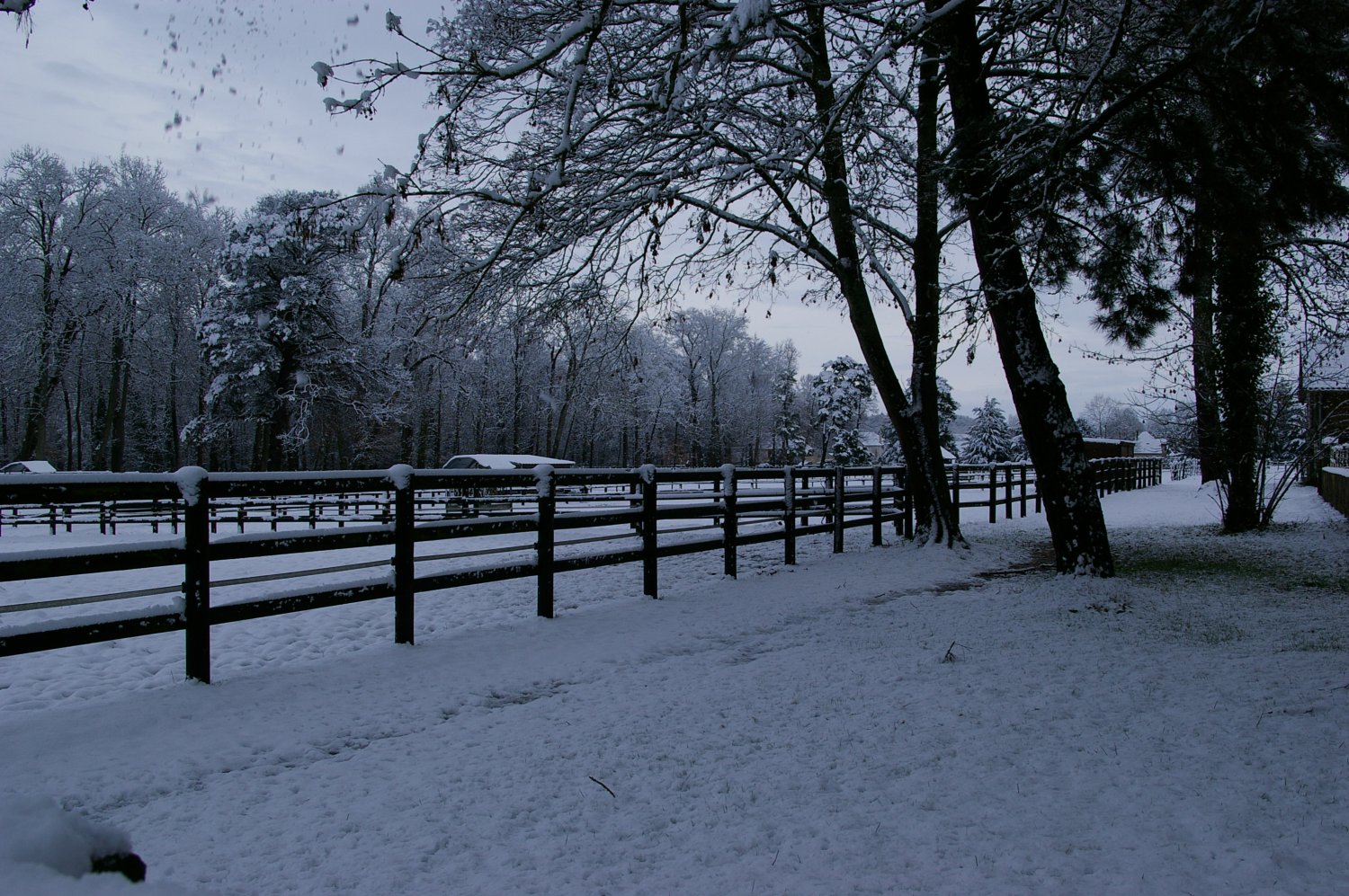 HARAS NEIGE