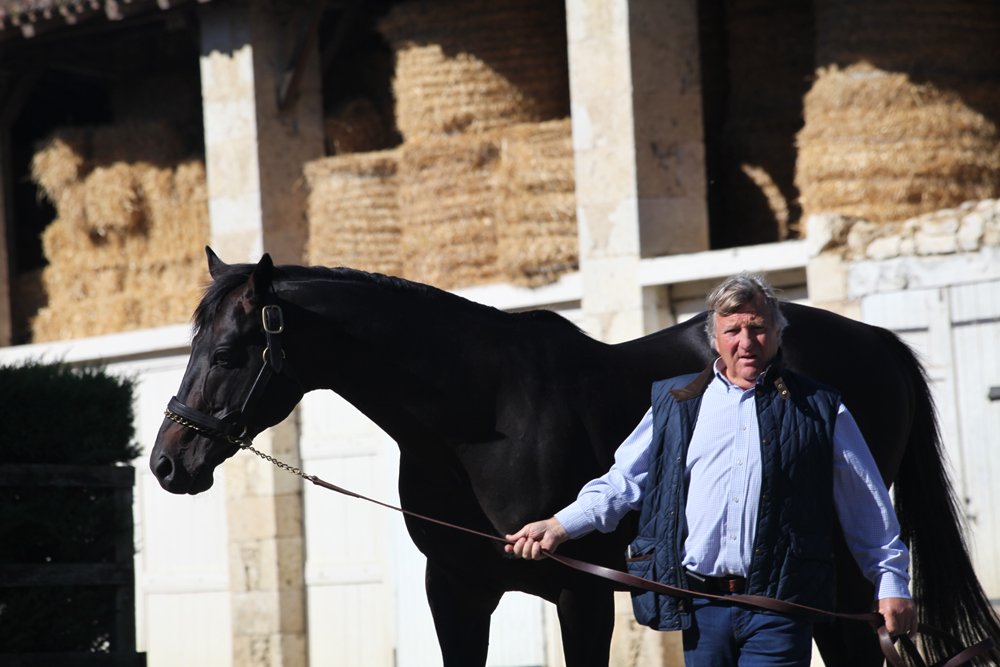 Haras des Granges - Mathieu Daguzan-Garros - Diamond Green