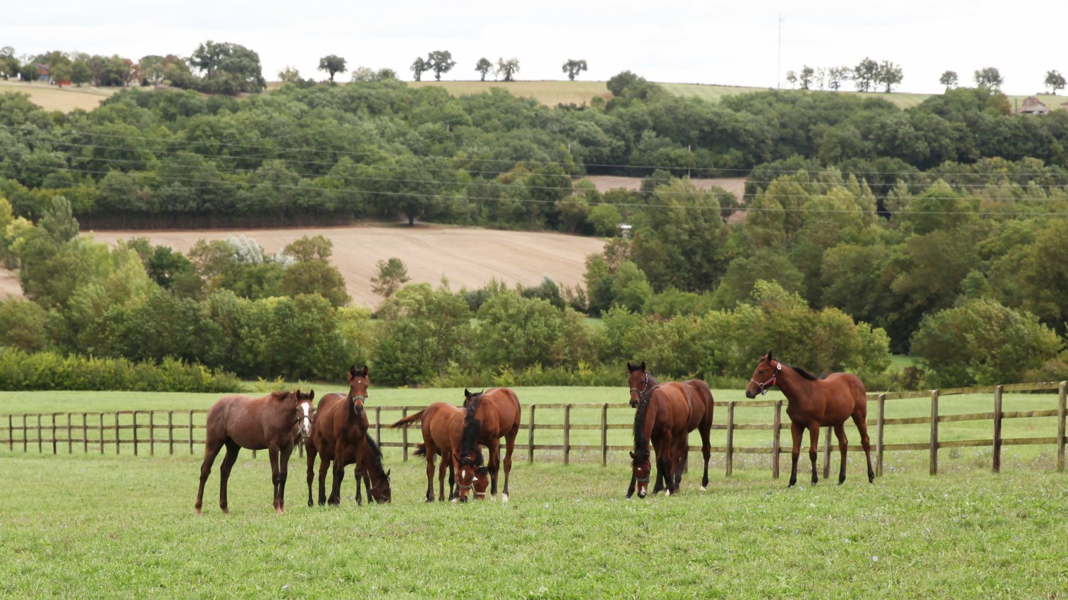 Haras des Granges