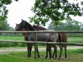 Génération U yearlings, Une des sources, une époque, une destiné