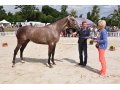 Demoiselle SMART au National de l'obstacle du Haras du Pin.