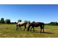 Uranie Colombe (Dark Moondancer X Krysaore Colombe) et Valse de Touzaine (Dom Alco X Isis du Mesnil)