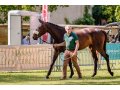 Gironde - Sprinter Sacré Show 2018 (©Zuzanna Lupa)