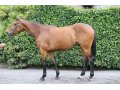 Fantasio d'Alène vendu 165.000 € Derby sale FAIRYHOUSE le 27.06.18