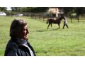 Haras des Granges - Mathieu Daguzan-Garros Haras des Granges - Mathieu Daguzan-Garros