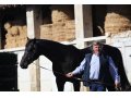 Haras des Granges - Mathieu Daguzan-Garros - Diamond Green Haras des Granges - Mathieu Daguzan-Garros - Diamond Green