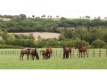 Haras des Granges Haras des Granges