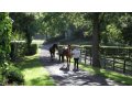 Haras des Granges Haras des Granges