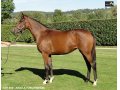 Ventes Arqana Deauville octobre 2016. Ventes Arqana Deauville octobre 2016.