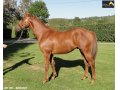 Ventes Arqana Deauville octobre 2016. Ventes Arqana Deauville octobre 2016.