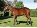 Ventes Arqana Deauville octobre 2016. Ventes Arqana Deauville octobre 2016.