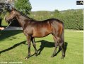 Ventes Arqana Deauville octobre 2016. Ventes Arqana Deauville octobre 2016.